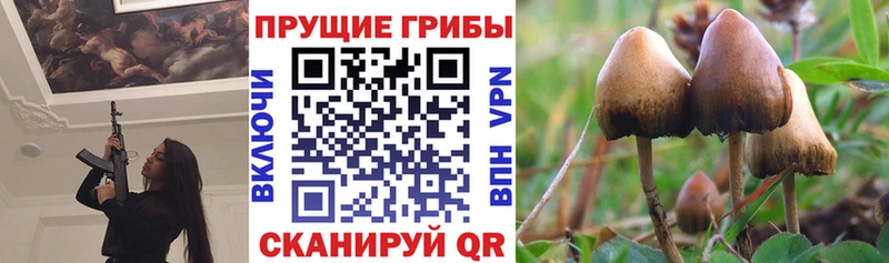 МЕГА маркетплейс  Урень  Псилоцибиновые грибы Cubensis 